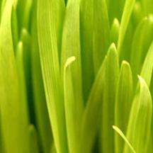 短信炸弹防护业务